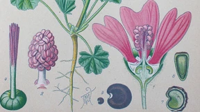 Lässt sich Corona durch Kräuter heilen?