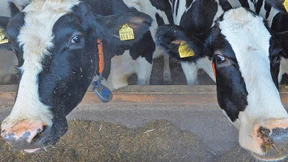 Abbau klimaschädlicher Emissionen verlangsamt sich