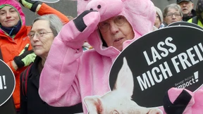 NGO fordert Grüne zur Befreiung von Muttersauen auf