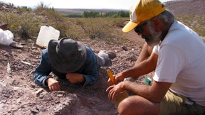 Neuer Dinosaurier entdeckt