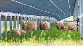 Wie Natur und Artenvielfalt von Solarparks profitieren