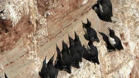 Warum sterben diese Vögel?