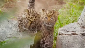 Verspielt, neugierig und gefleckt