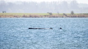 Zustand des Buckelwals in der Ostsee hat sich weiter verschlechtert