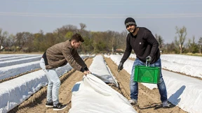 Spargelstechen als Einschlafhilfe