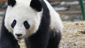 Auf den Panda gekommen