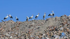 Störche auf den Abfallbergen