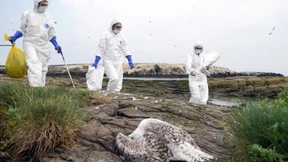 Fachmann sieht „ganz neue Qualität“ bei Vogelgrippe