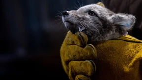 Norwegens Schutz arktischer Füchse