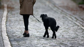 Hartz-IV-Aufstocker können Hundehaftpflicht nicht absetzen