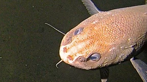 Die Gespenster der Tiefe