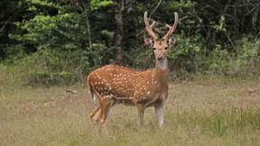 Hirsch tötet Soldaten in Paraguay