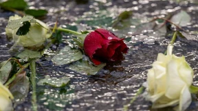 Eine Rose ist eine Geige ist eine Wunde