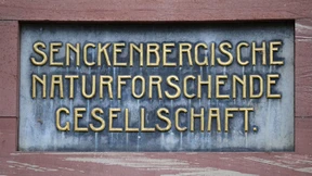 Senckenberg stoppt Forschungsprojekte mit Wissenschaftlern in den USA