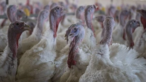 Warum die Puten keinen Wintergarten bekommen