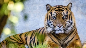 Zoo Frankfurt öffnet am Mittwoch wieder