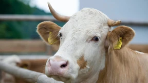 Zuchtziel: Hornlos glückliche Kühe