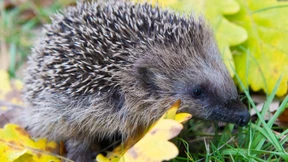 Gesunde Igel draußen überwintern lassen