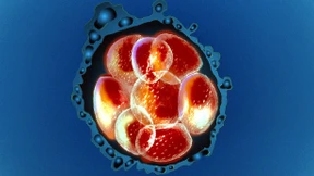 Kinder, wo kommt ihr her?