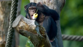 Schimpansen sind die vernünftigeren Teenager