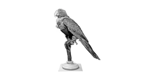 Ein Freund in Schwarz