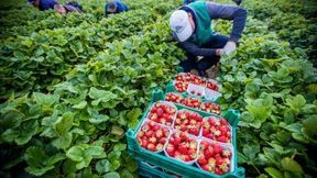 Irritierende Mindestlohnpolitik