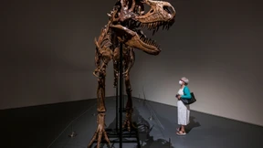 Dinosaurier-Skelett in New York unter dem Hammer