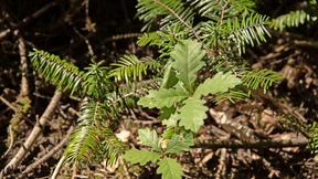 Geld für Waldbesitzer