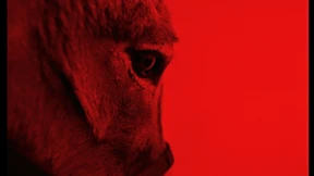 Mit den Augen eines Esels