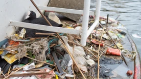 Wenn Vögel auf Covid-Masken und alten Verpackungen nisten