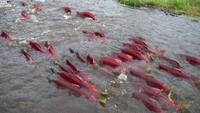 So weit die  Flüsse tragen