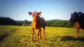 Wie viel Landesverrat braucht das Land?