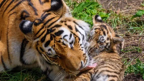 Nach Unwetter: Tiger entkommt aus dem Zoo