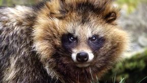 Waschbär, Mink und Marderhund als Seuchenträger