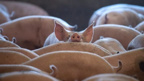 Brüchiger Agrarfrieden