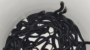 Nest mit 102 giftigen Schlangen in Garten entdeckt