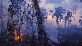 Der „Tropen-Trump“ bedroht den Regenwald