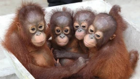 Wilderer wittern ihre Chance