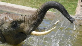 Eisbomben und Abkühlung für Zootiere