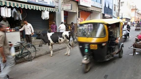 Die heilige Kuh wird zum Streitfall