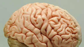 Schwingende Gefäße könnten bei Müllentsorgung im Gehirn helfen