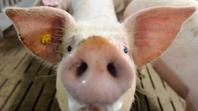 Polizei findet mitten in der Stadt ein Schwein