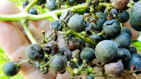 Die hat einfach zu viel Nachwuchs