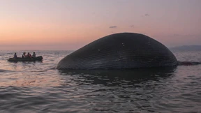 Riesiger Wal-Kadaver angeschwemmt