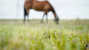 „Alle Attribute einer Hinrichtung“