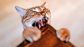 Finanzinvestoren im Übernahme-Fieber