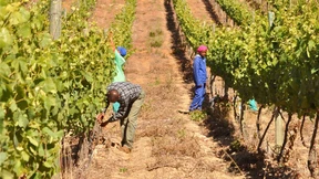 Der Wein der guten Hoffnung
