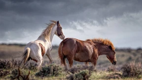 Das seltsame Verhalten zur Paarungszeit