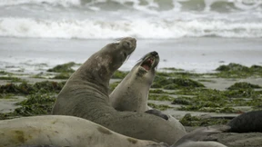 Robben kapern leeren Strand in Kalifornien