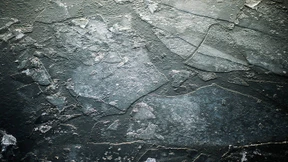 Seltene Erscheinungen treiben auf dem Main